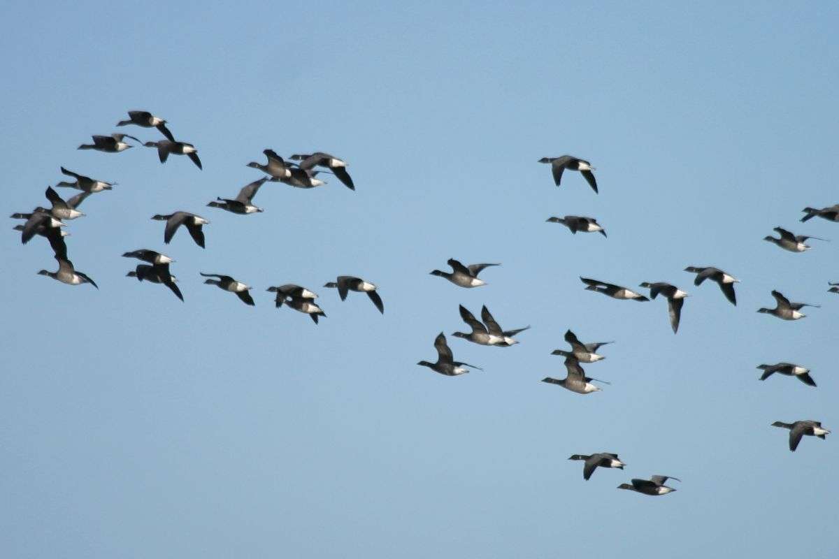 Holme Bird Observatory - NOA - Holme