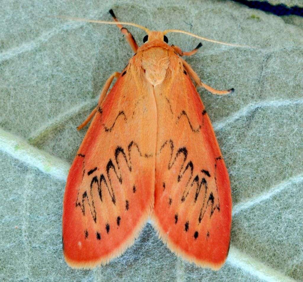 Holme Bird Observatory - NOA - Holme