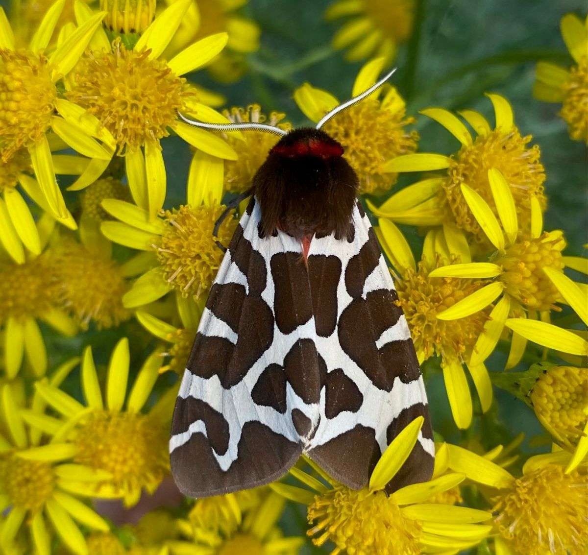 Holme Bird Observatory - NOA - Holme