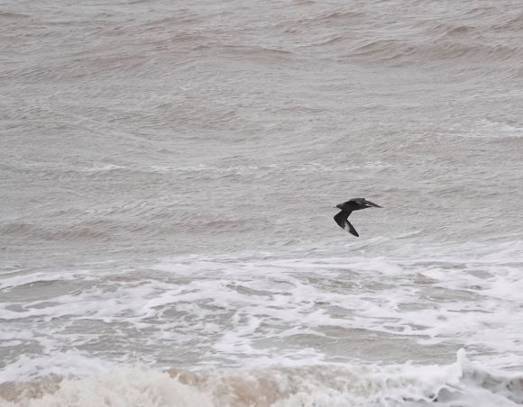 Arctic Skua flying on the Sea