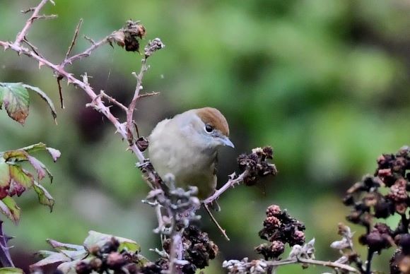 A female blackcap perching on brambles