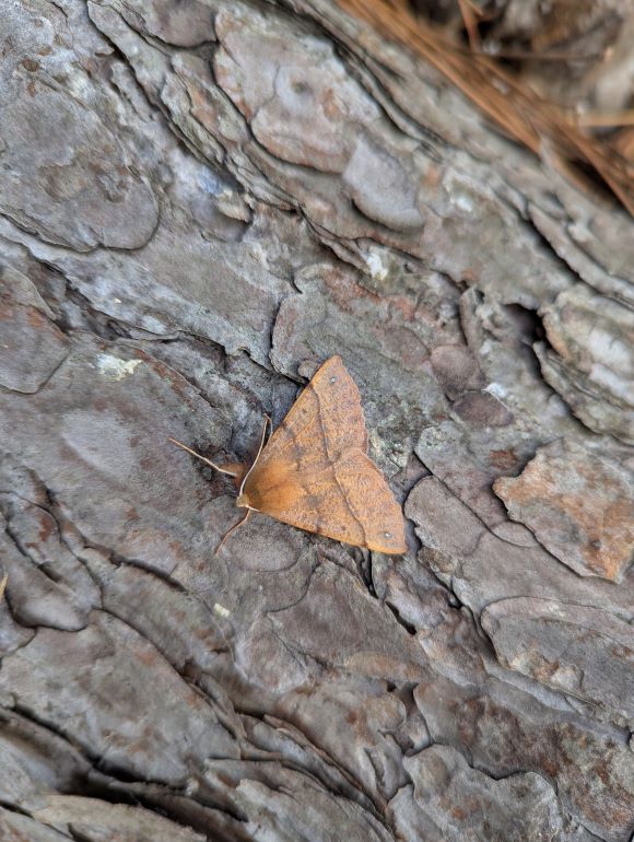 A Feathered Thorn moth on some bark 