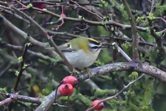 Firecrest perching on a branch surrounded by rosehips