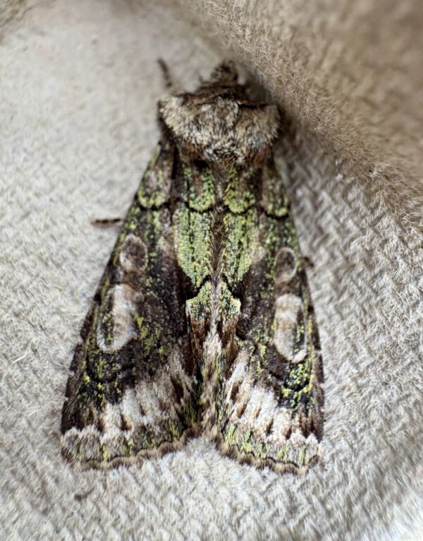 A photo of a moth called Green-brindled Crescent