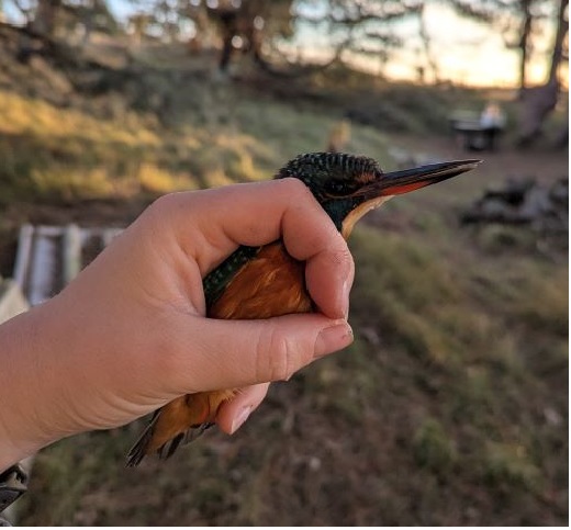 A Kingfisher in the hand
