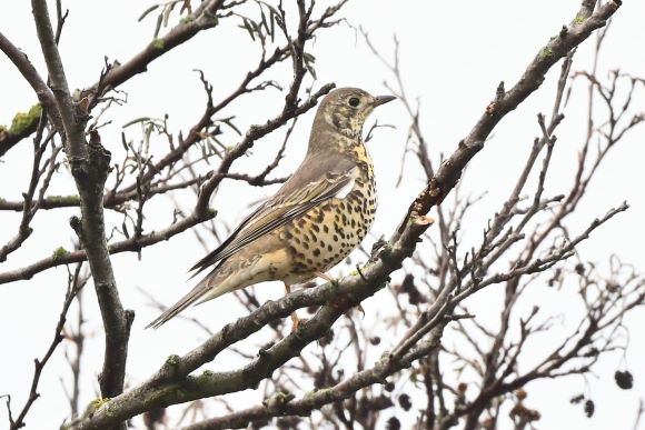 A Mistle Thrush perching in a tree