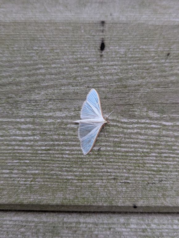 Olive-tree Pearl moth