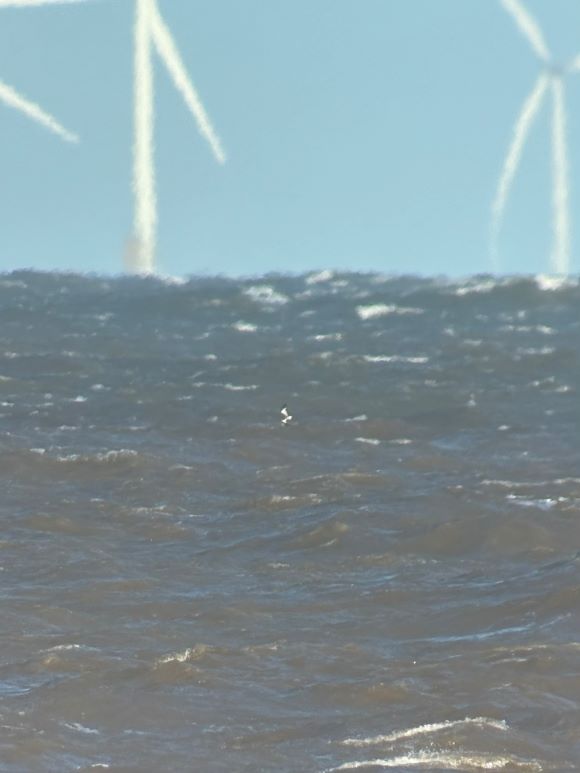 A Sabine's gull flying distantly on the sea with wind turbines in the background