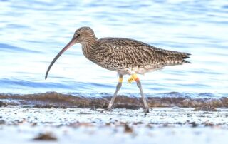 A colour ringed Curlew