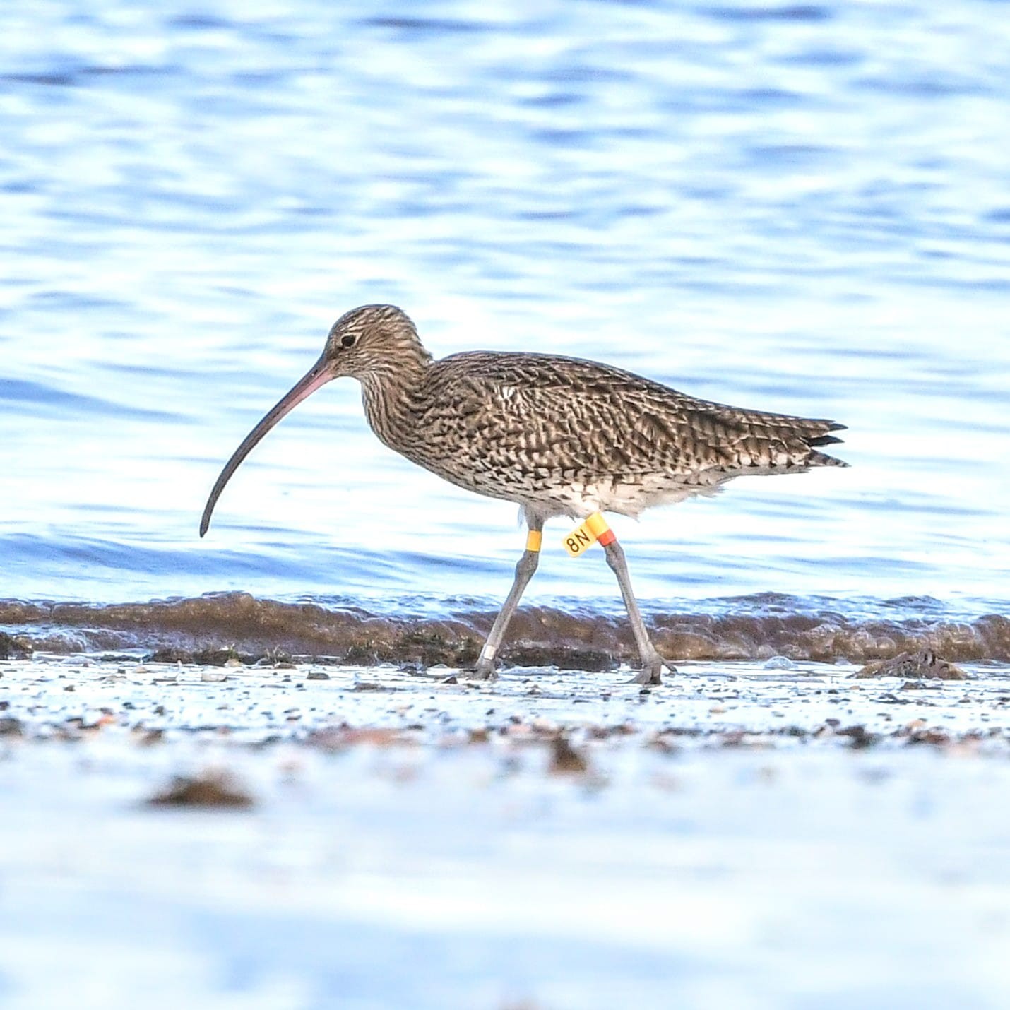 A colour ringed Curlew