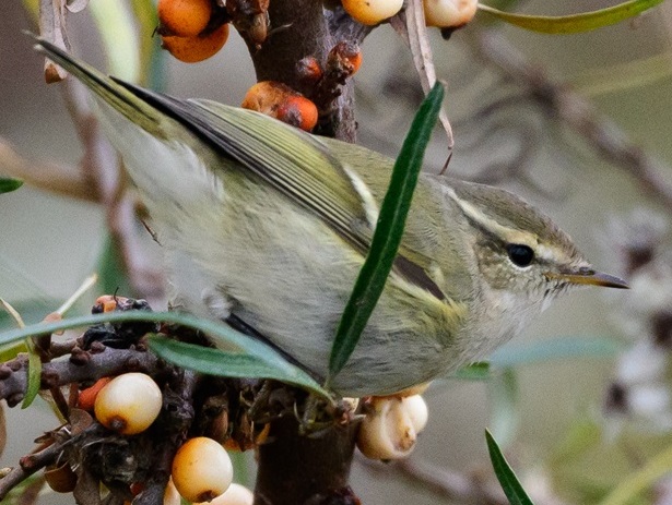 Hume's Leaf Warbler - Seamus Griffin