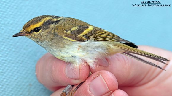 Pallas's Leafwarbler in the hand
