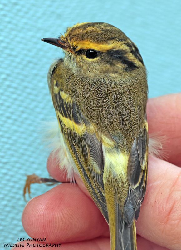 Pallas's Leaf Warbler Rump, shown in the hand