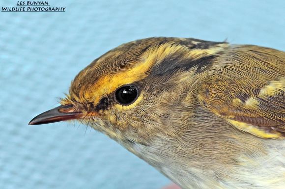 Pallas's Leafwarbler
