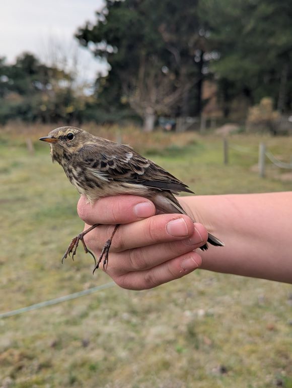 Water Pipit in the hand